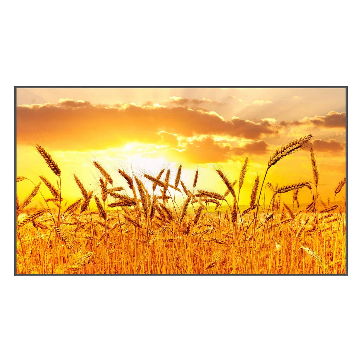 43" High Brightness Smart Outdoor Television F1155