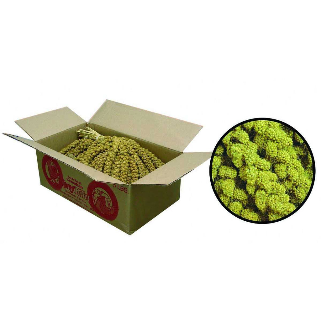 Millet Spray V50811