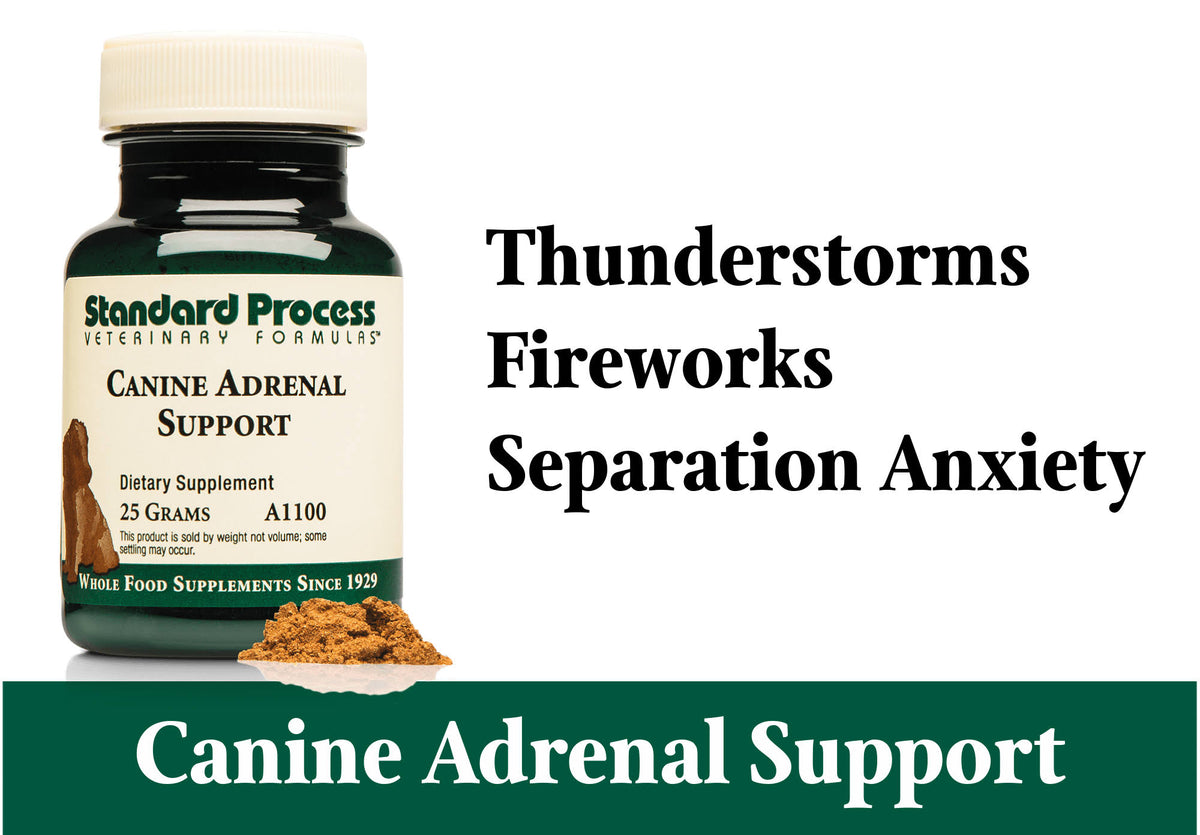 Canine Adrenal Support 100 Grams M4690