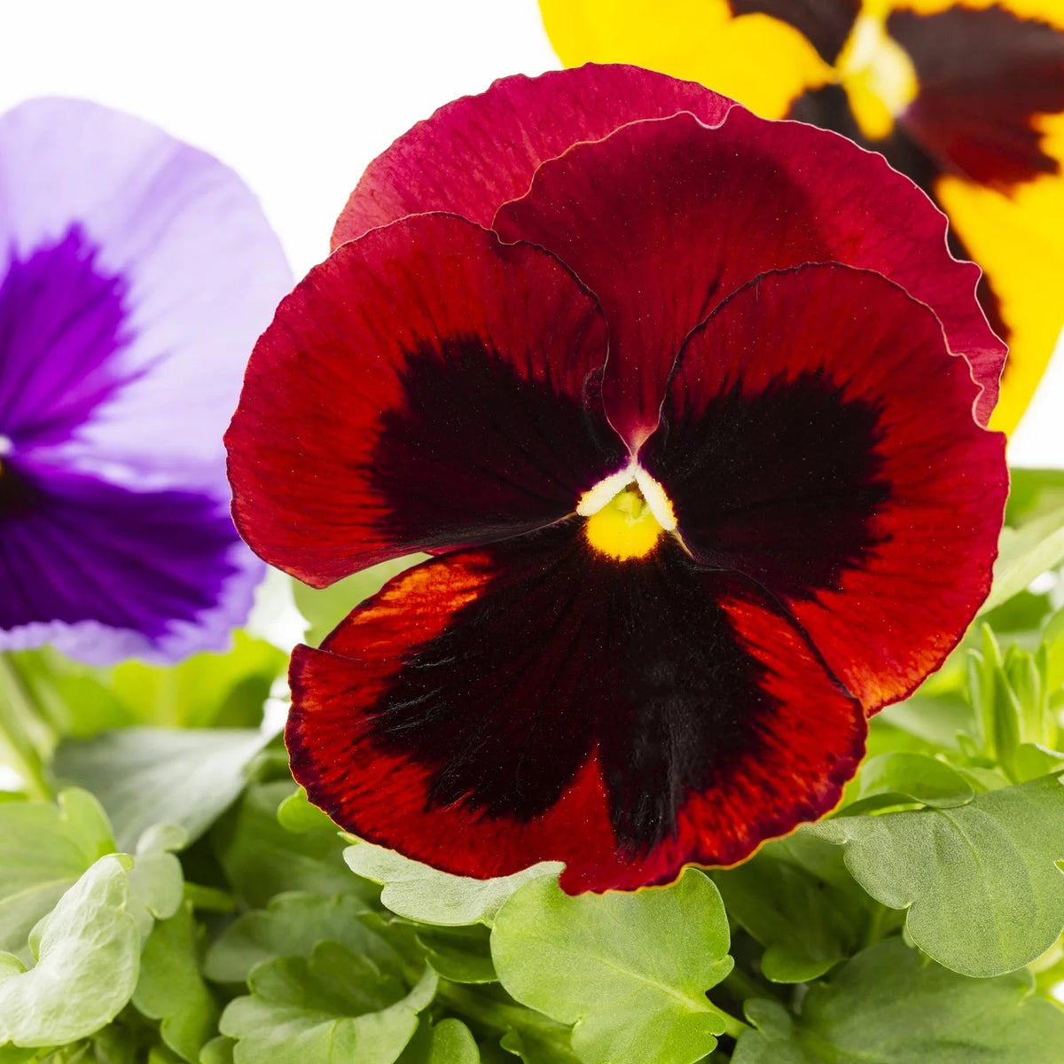 Multicolor Pansy Live Plant Grower Pot 6 Pack T1264