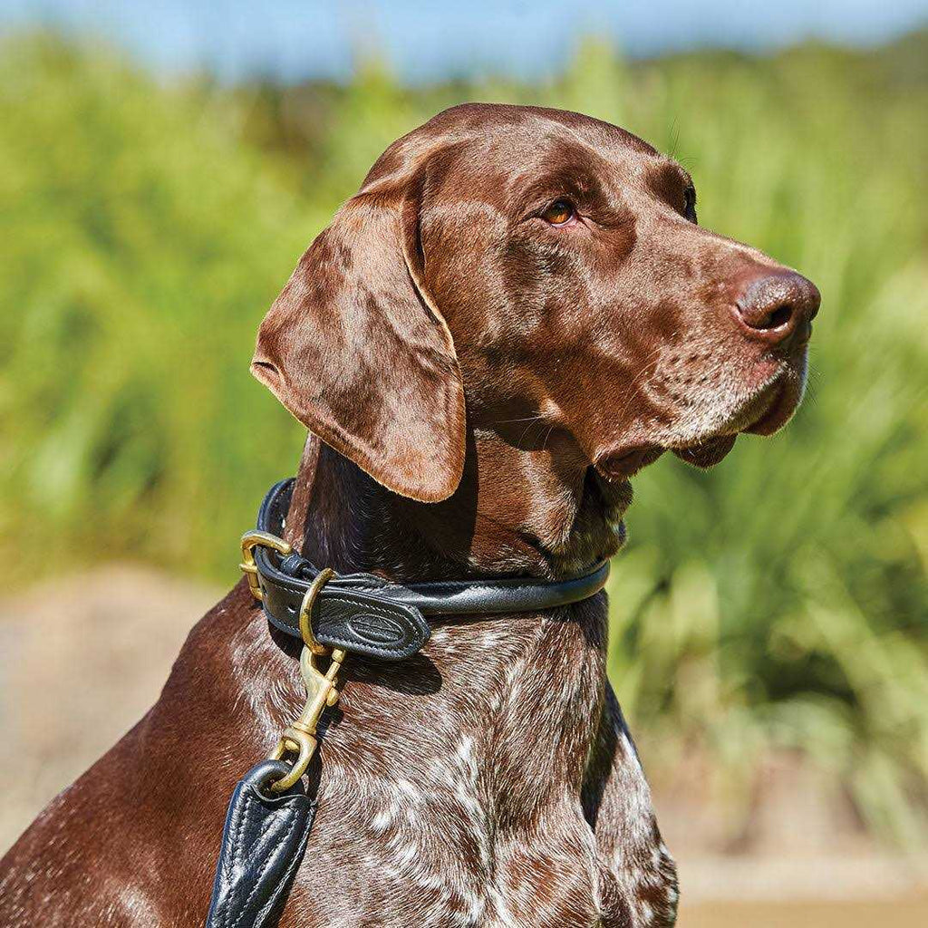 Rolled Leather Dog Collar U324