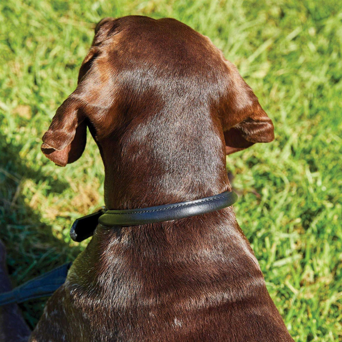 Rolled Leather Dog Collar U324