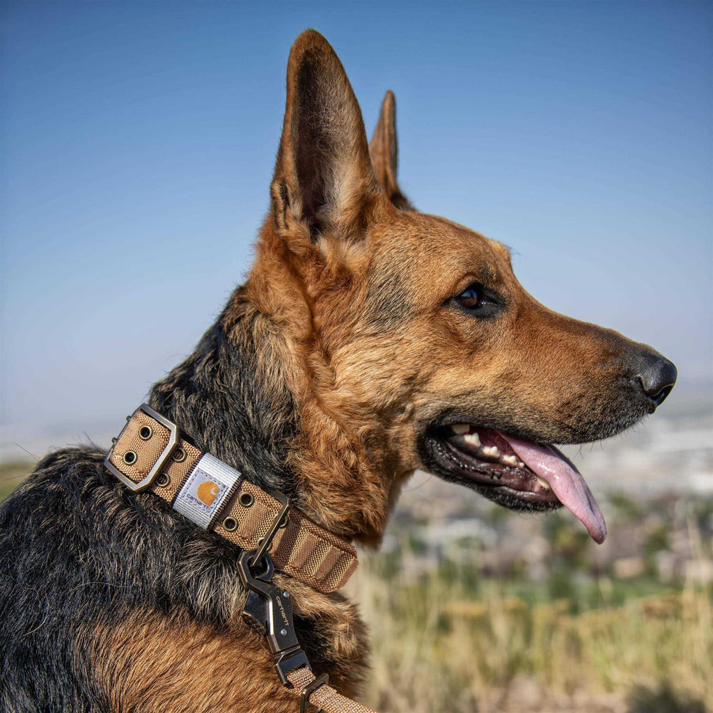 Brown Nylon Wide Dog Collar Y7575