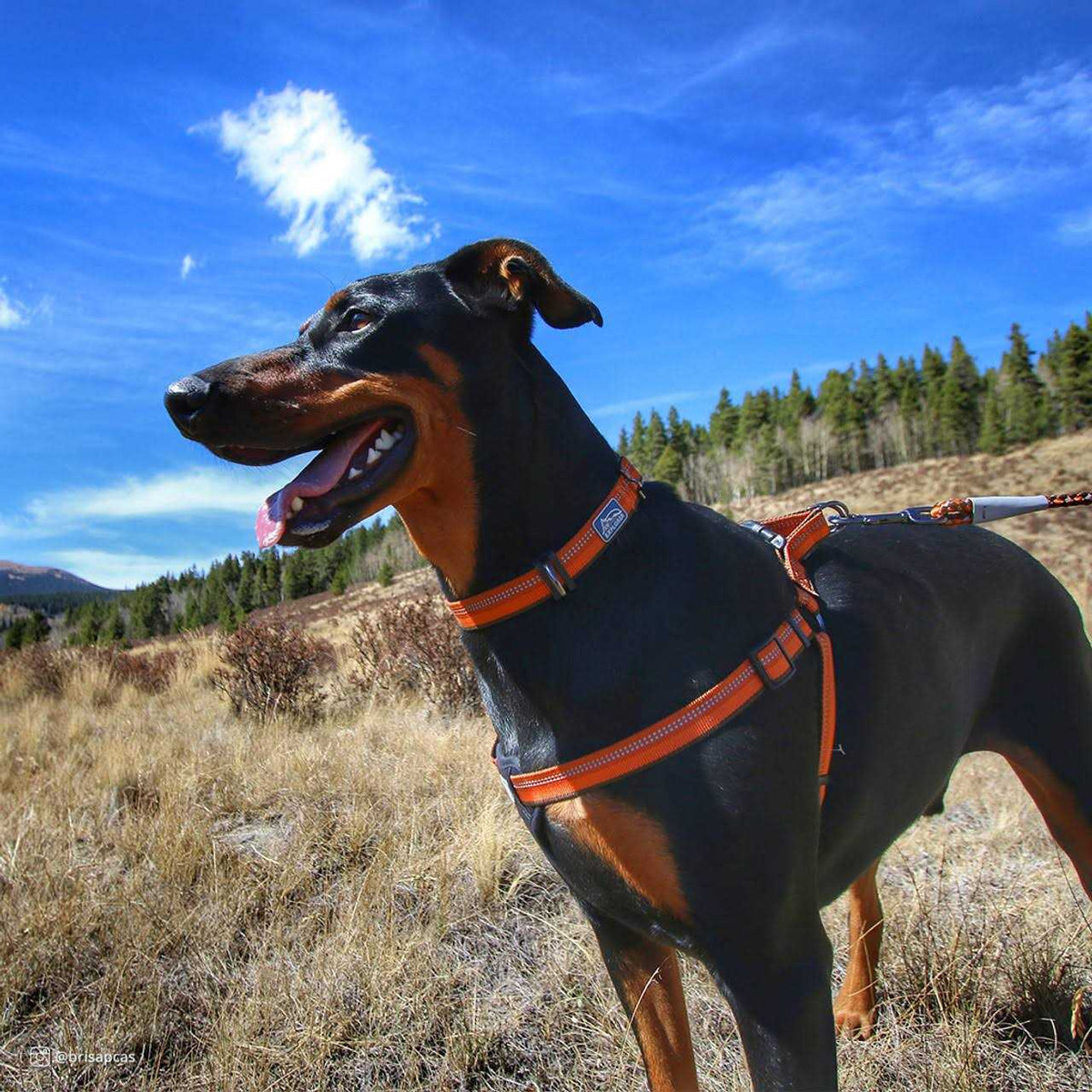 Reflective Adjustable Dog Collar J16608