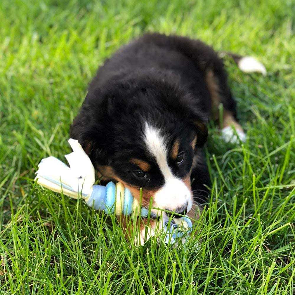 Pet Starter Kit V891