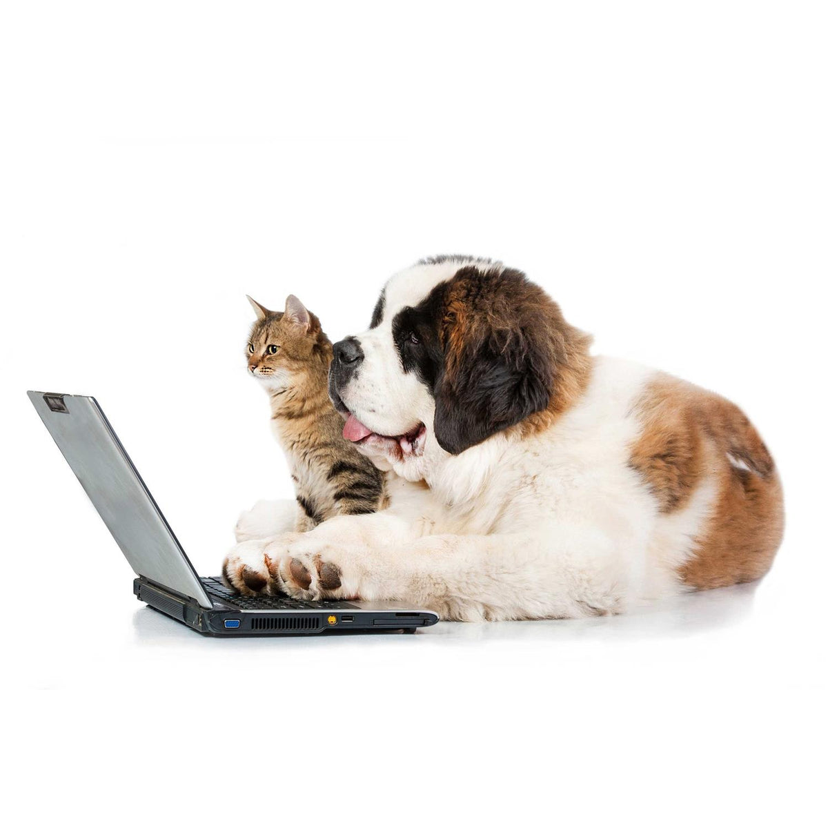 Eye Drops for Pets S6110