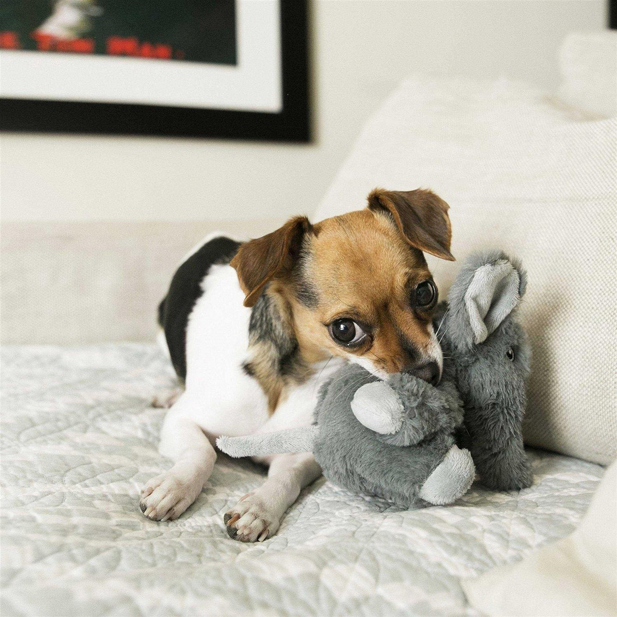 Dog Toy Y284