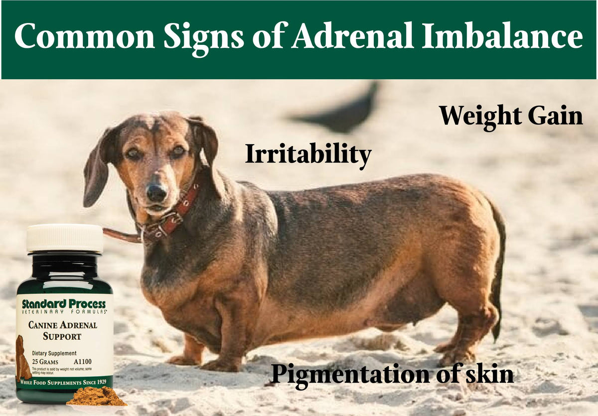 Canine Adrenal Support 100 Grams M4690