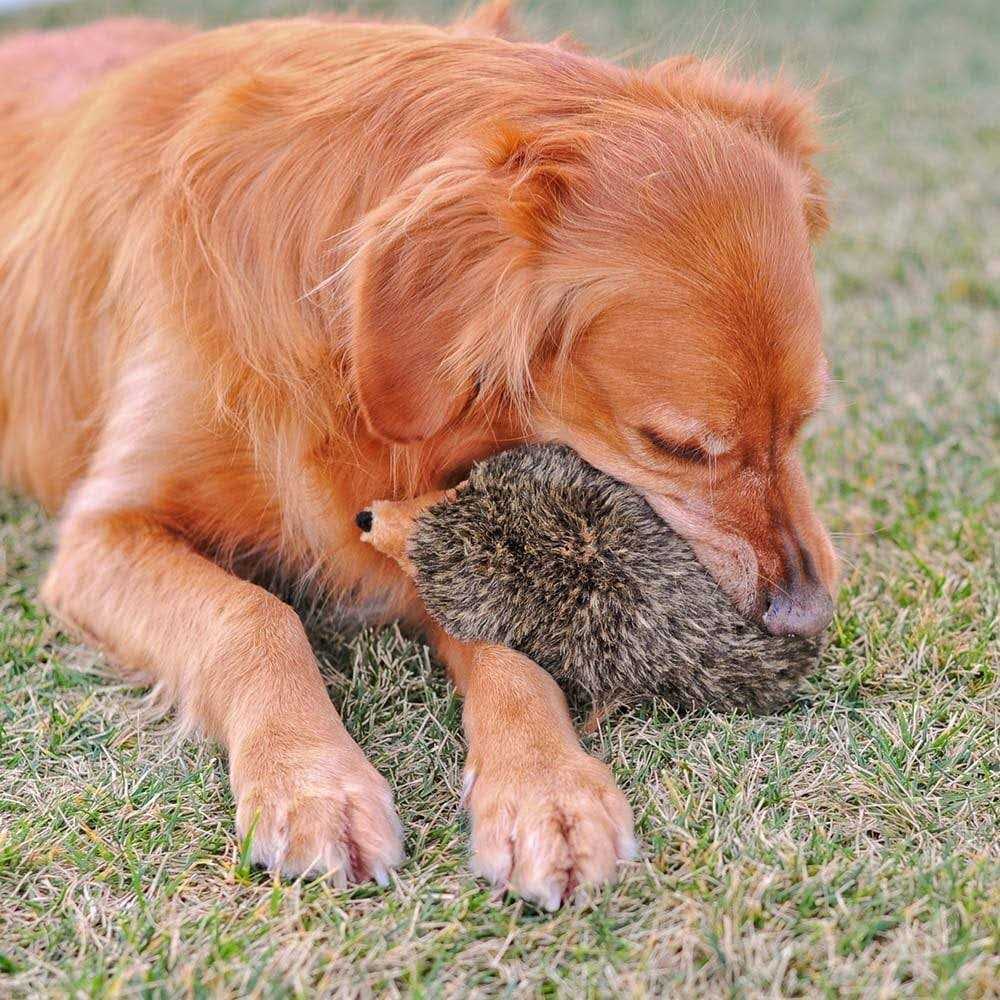 Hedgehog Dog Toy X265