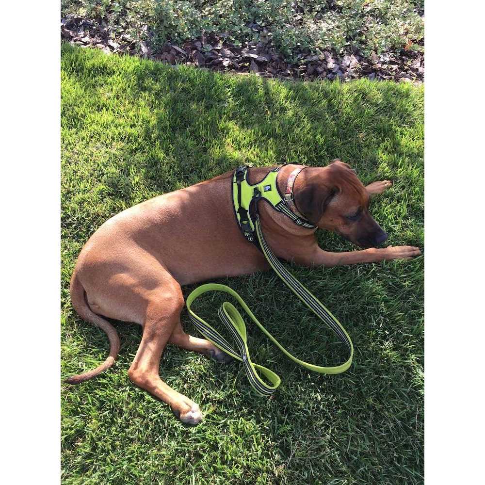 Reflective Padded Polyester Dog Leash X11958