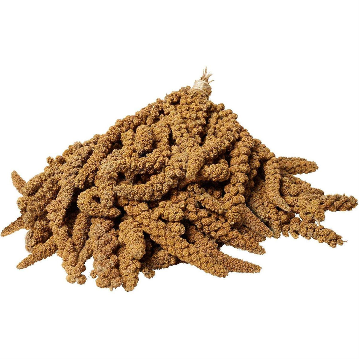 Millet Spray V50811