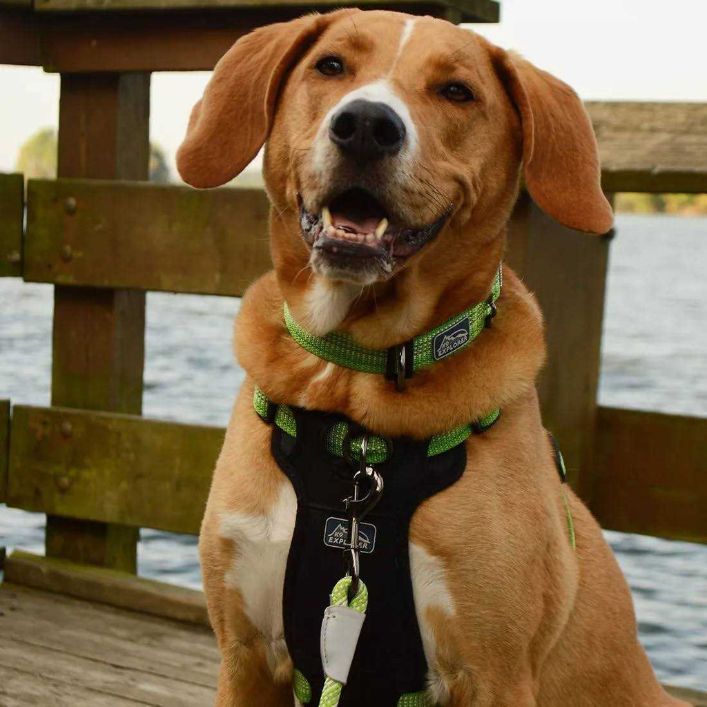 Reflective Adjustable Dog Collar S8125