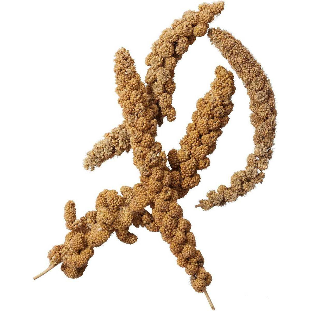 Millet Spray V50811