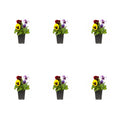 Multicolor Pansy Live Plant Grower Pot 6 Pack T1264