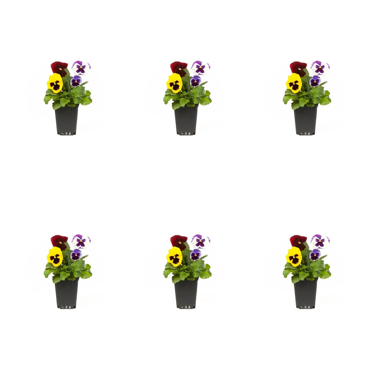 Multicolor Pansy Live Plant Grower Pot 6 Pack T1264