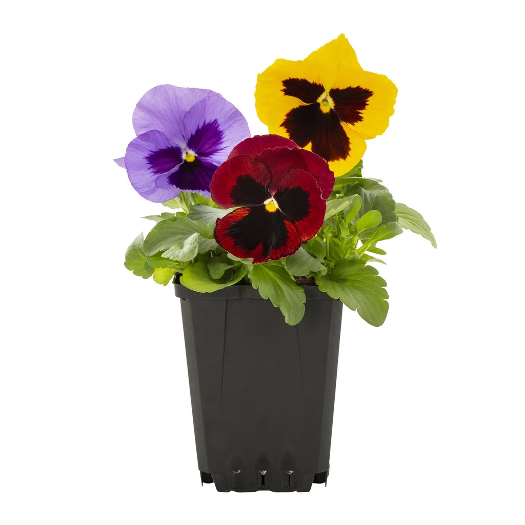 Multicolor Pansy Live Plant Grower Pot 6 Pack T1264